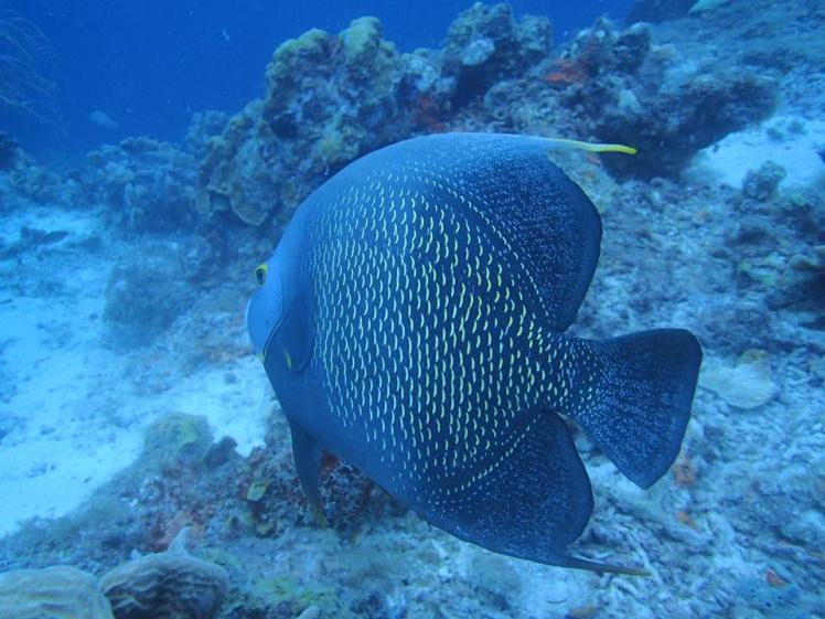 diving in porto mari