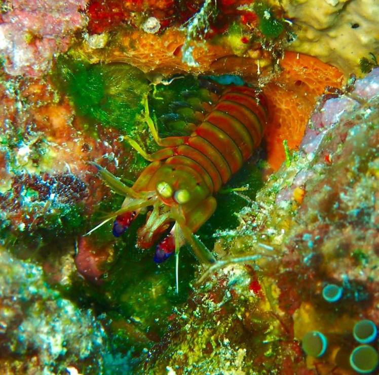 mantis shrimp