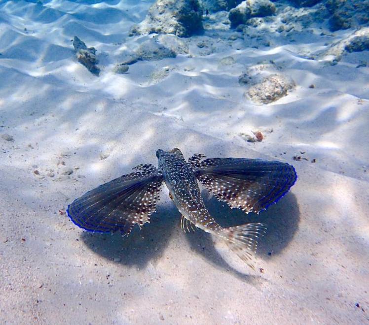 Snorkeling at playa grandi